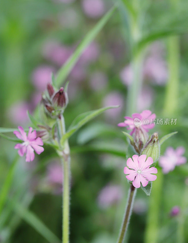 红campion (Silene dioica)